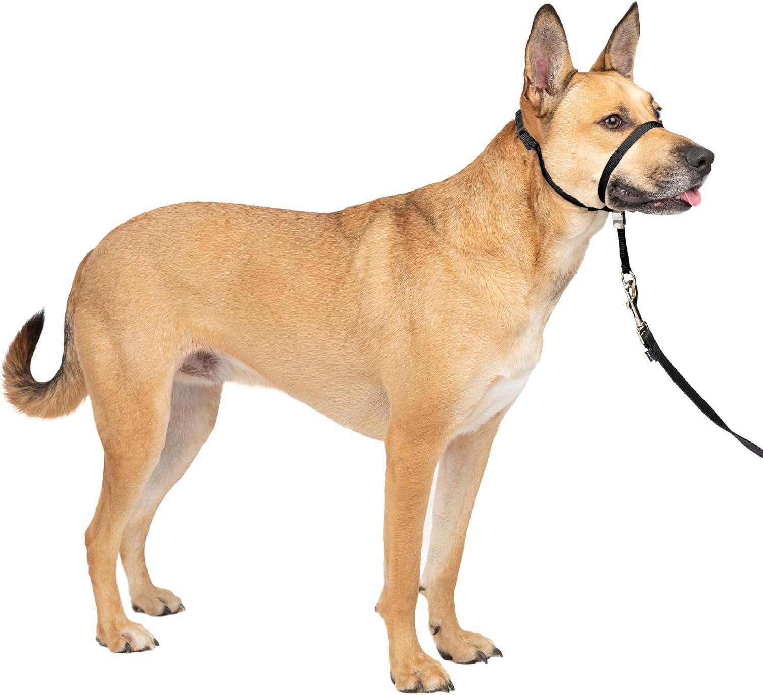 PetSafe Gentle Leader Headcollar, Medium, Black
