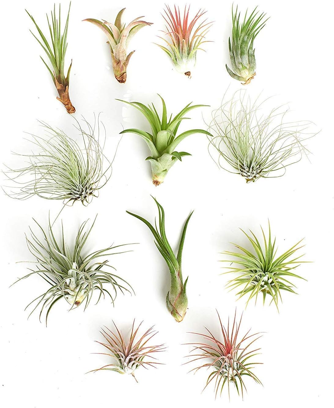 Shop Succulents Assorted Tillandsia Air Plants, 12-Pack